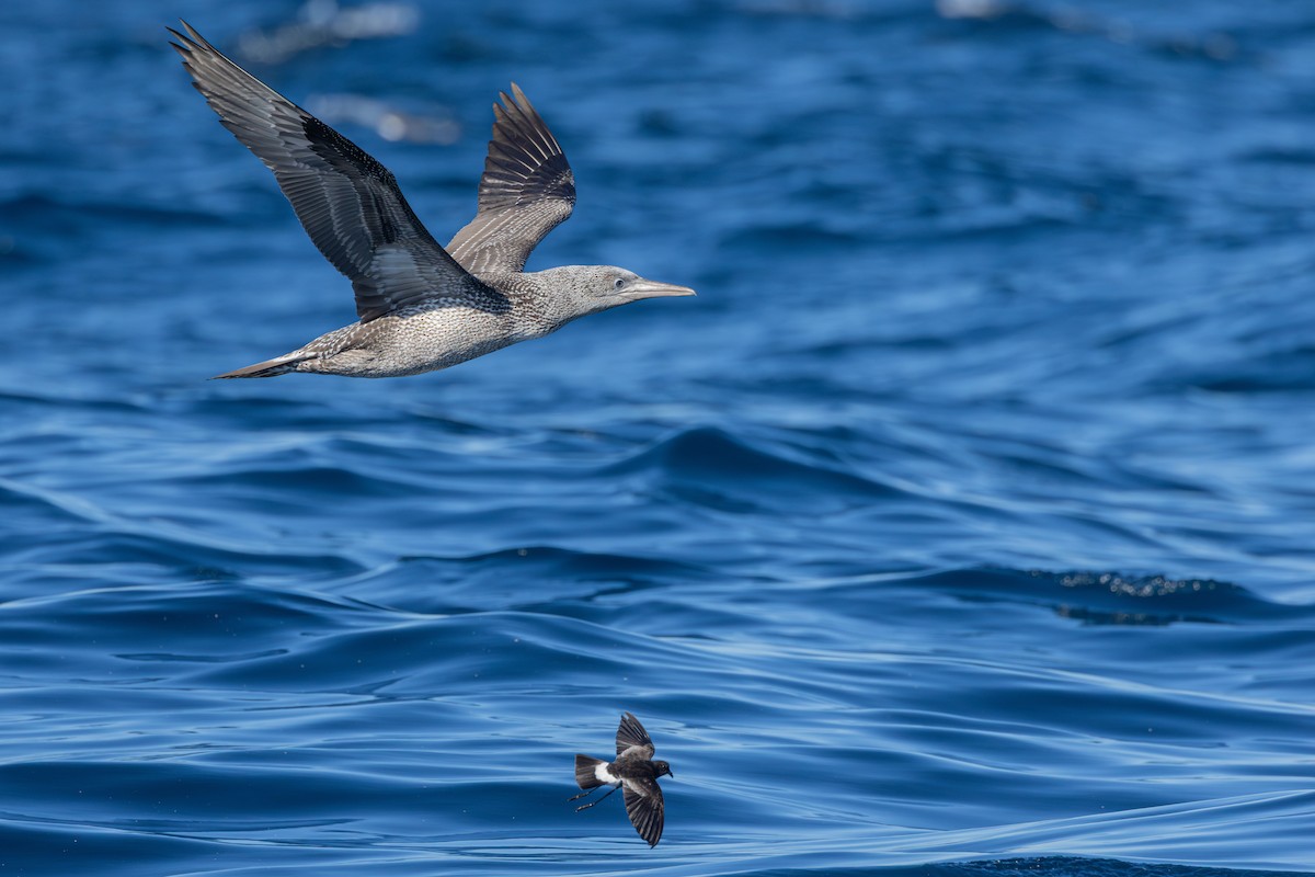 Northern Gannet - ML643046527