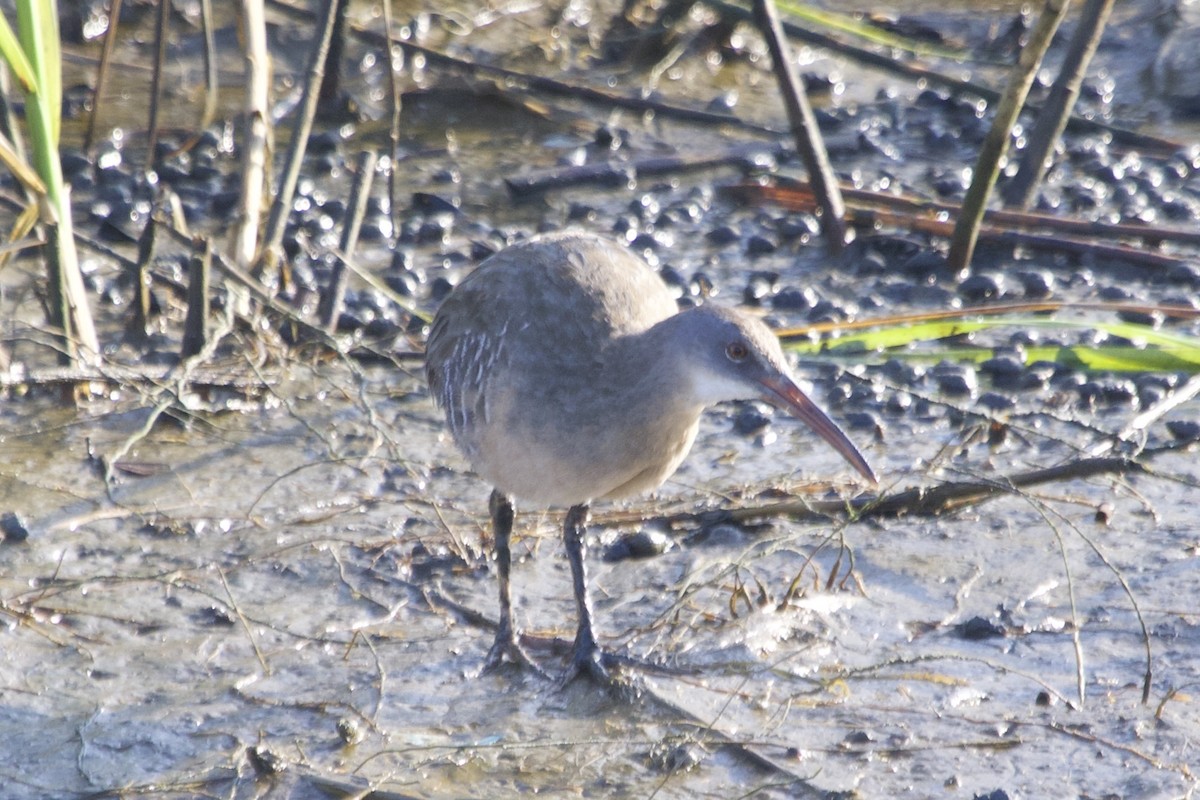 Clapper Rail - ML643046542