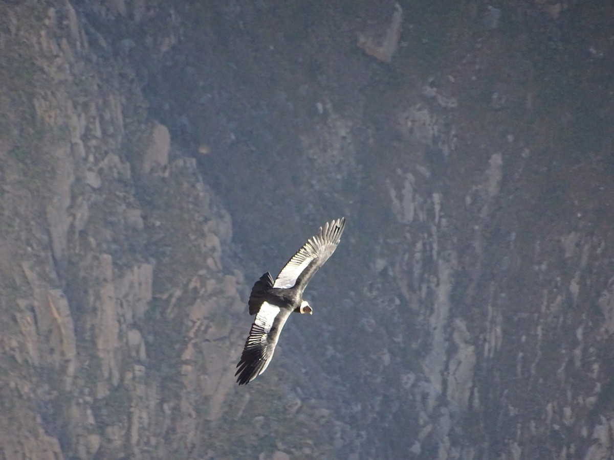 Andean Condor - ML643046543