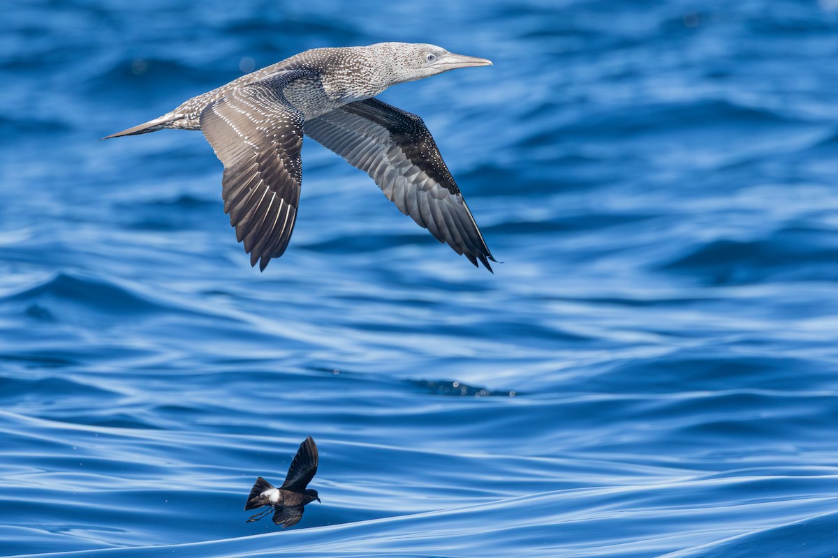 Northern Gannet - ML643046544