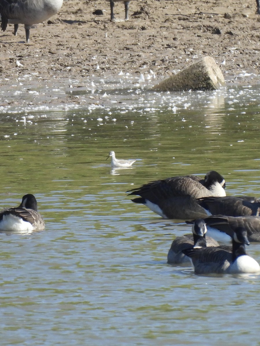 Wilson's Phalarope - ML643046546