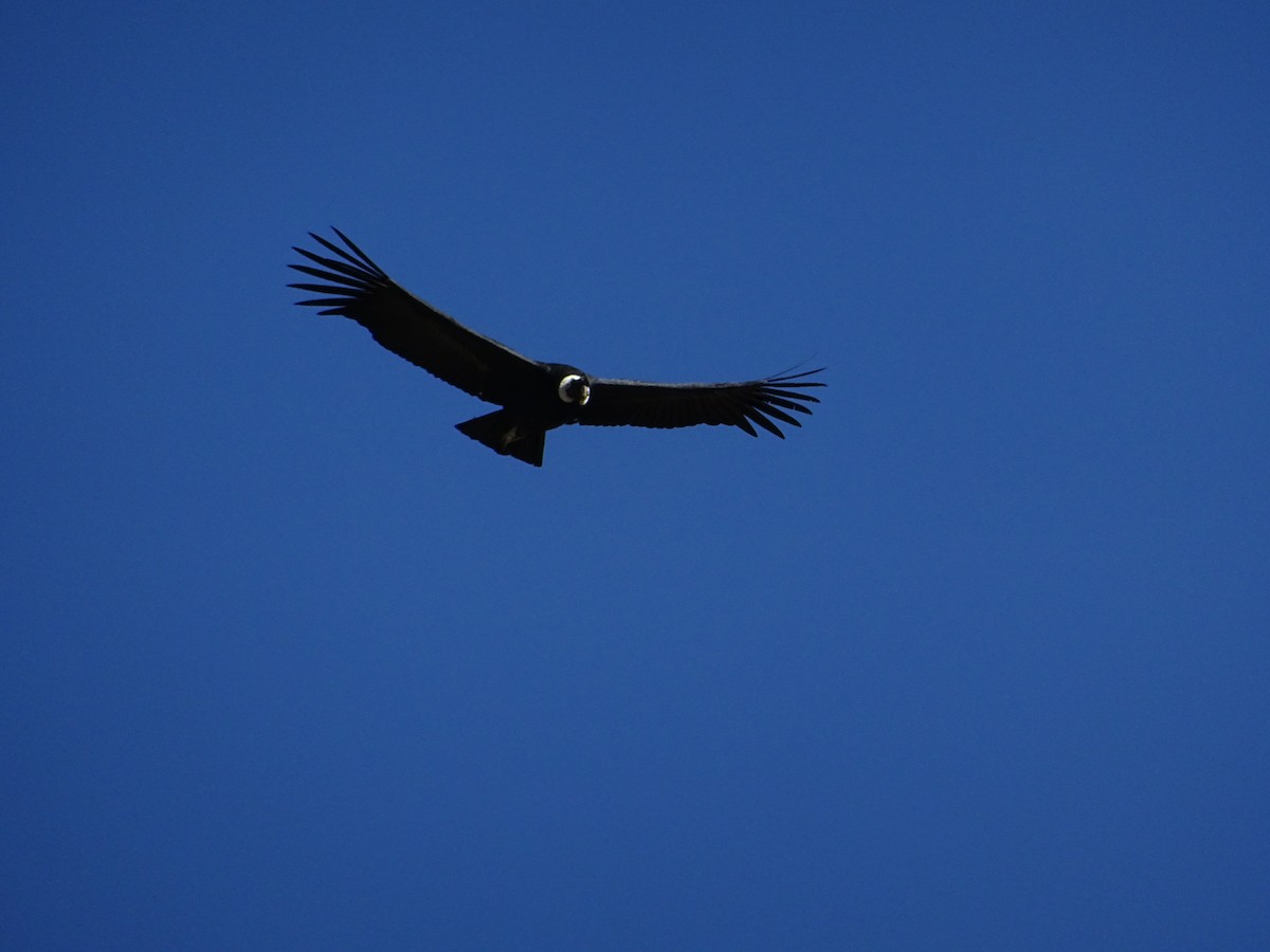 Andean Condor - ML643046547