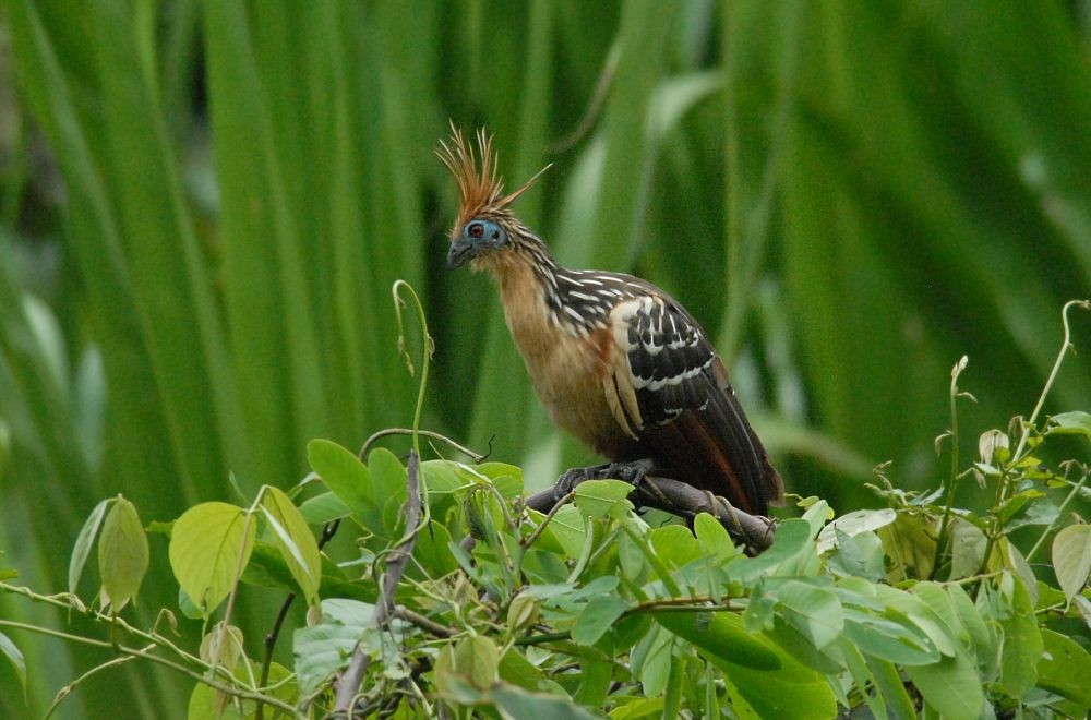 Hoatzin - ML643046550