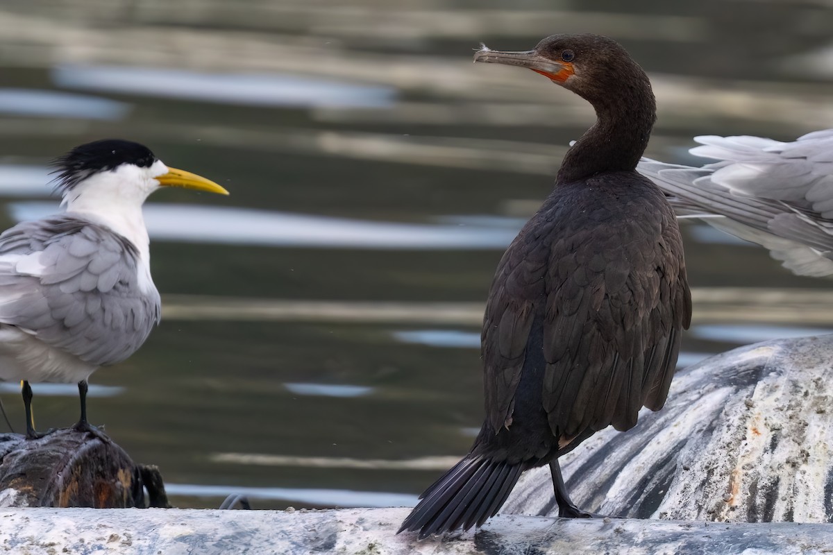 Cape Cormorant - ML643046555