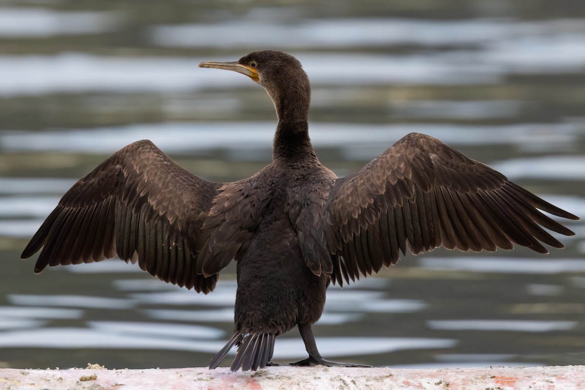 Cape Cormorant - ML643046557