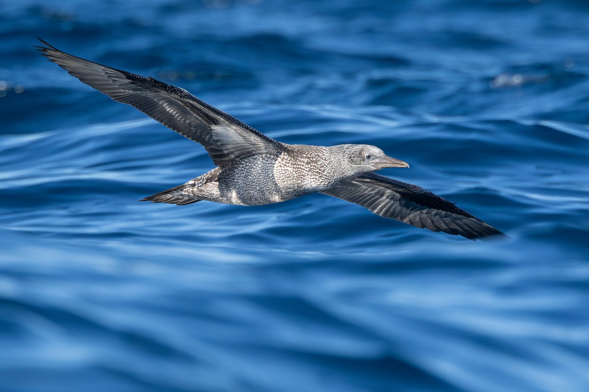 Northern Gannet - ML643046561