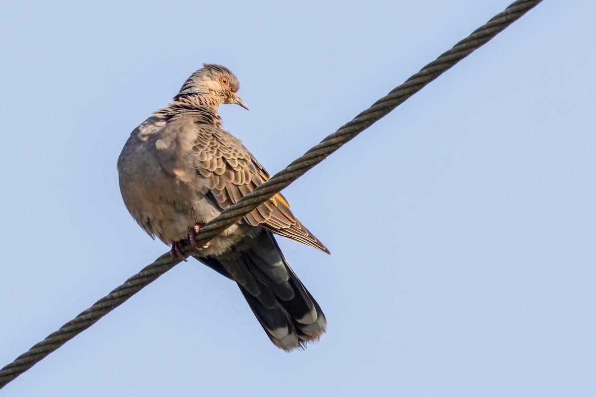 Dusky Turtle-Dove - ML643046584