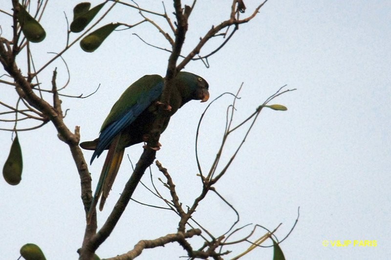 Blue-headed Macaw - ML643046586