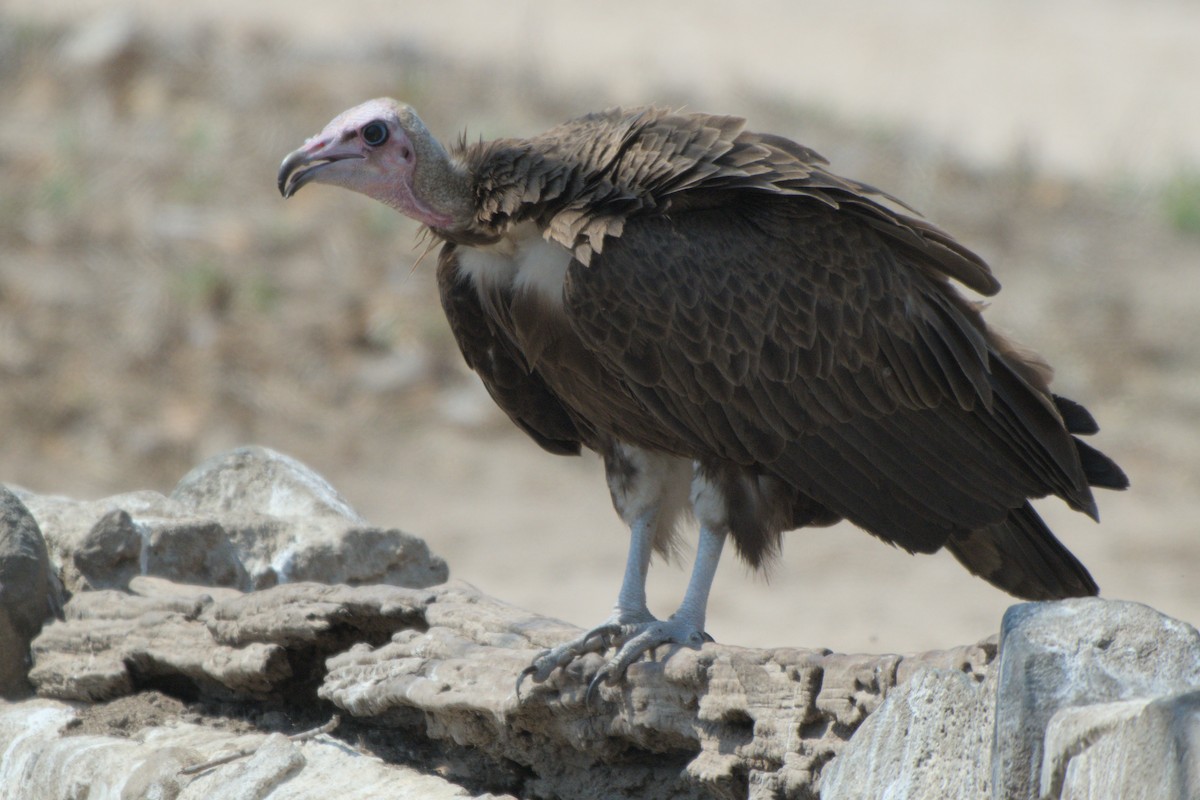 Hooded Vulture - ML643046587