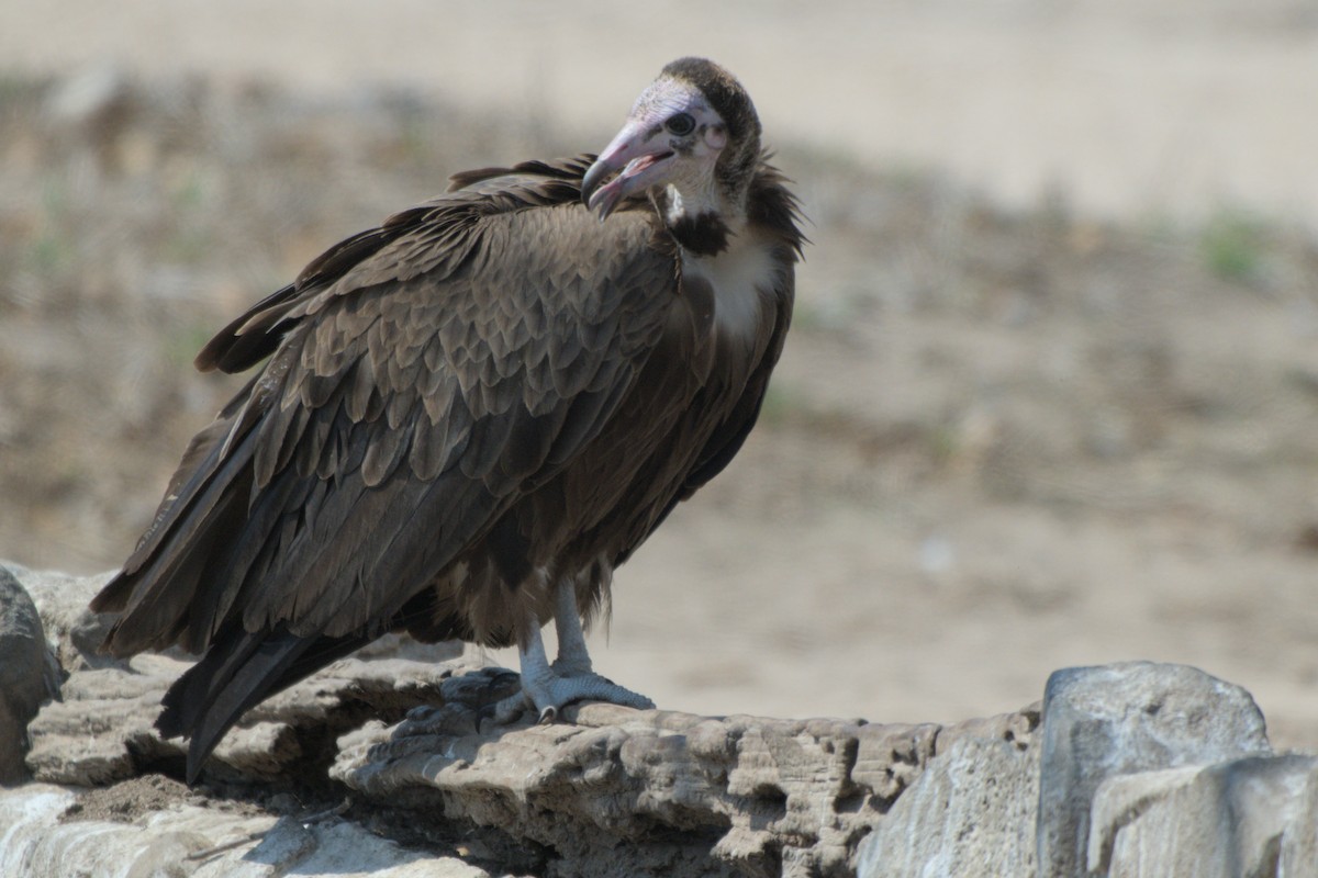 Hooded Vulture - ML643046588