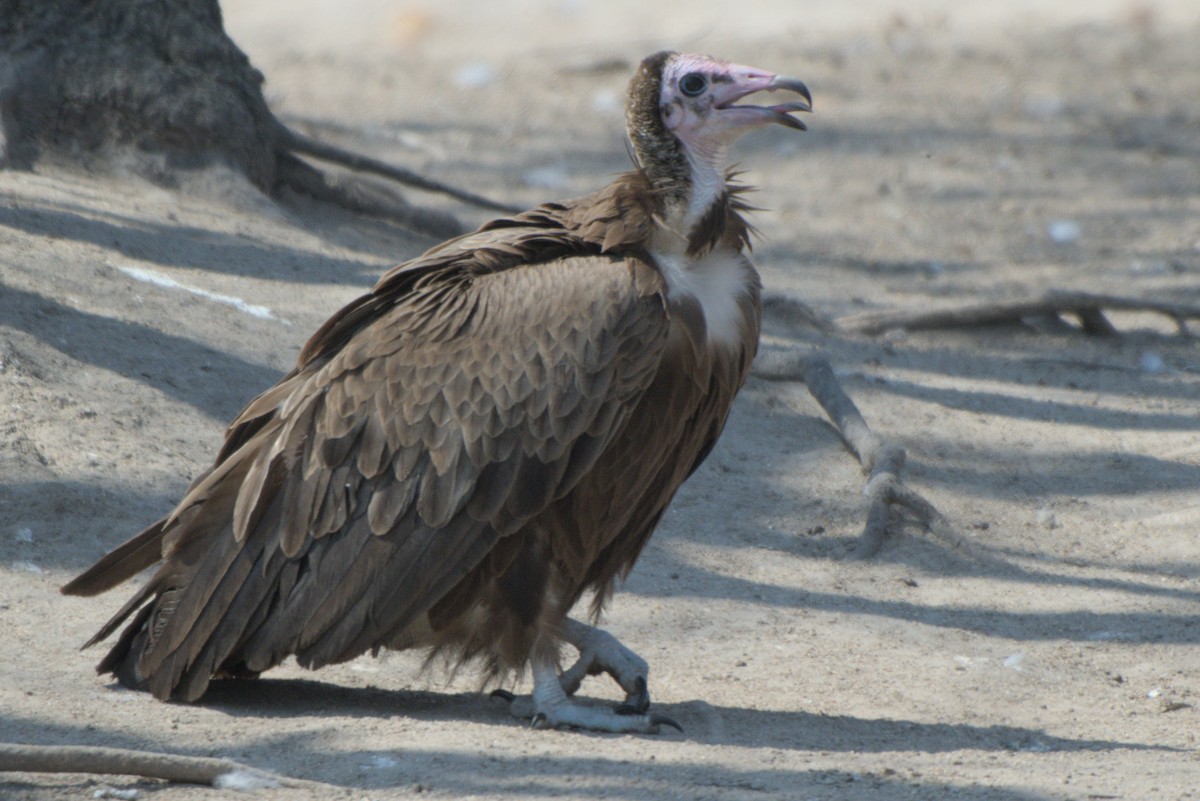 Hooded Vulture - ML643046589