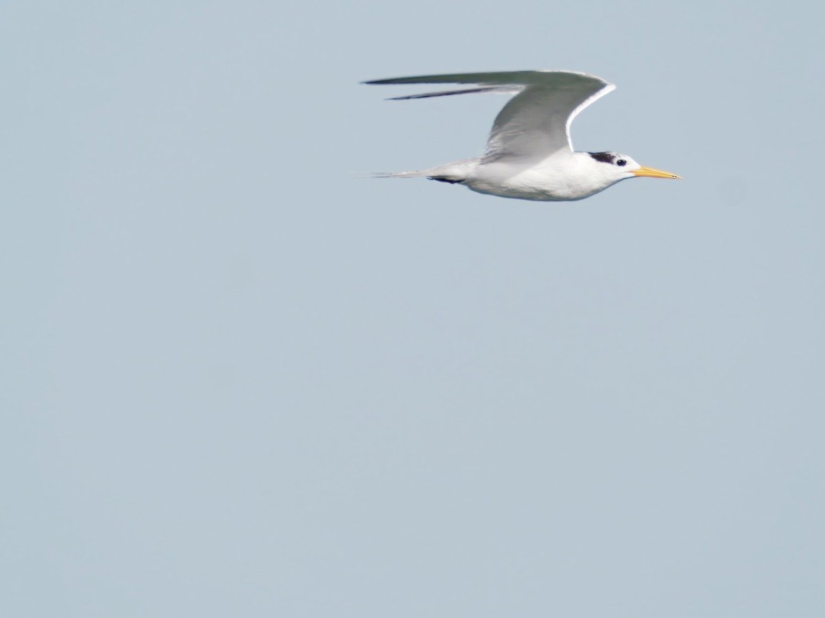Lesser Crested Tern - ML643046601