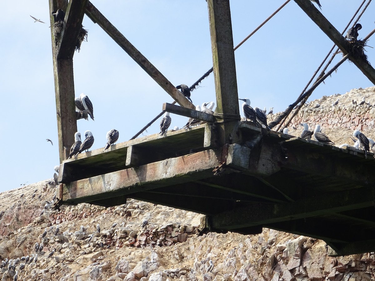 Guanay Cormorant - ML643046616