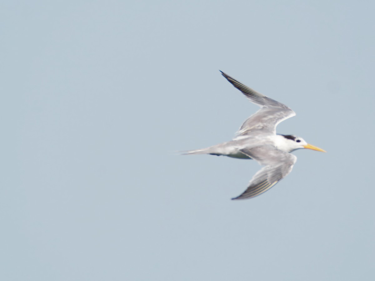 Lesser Crested Tern - ML643046624