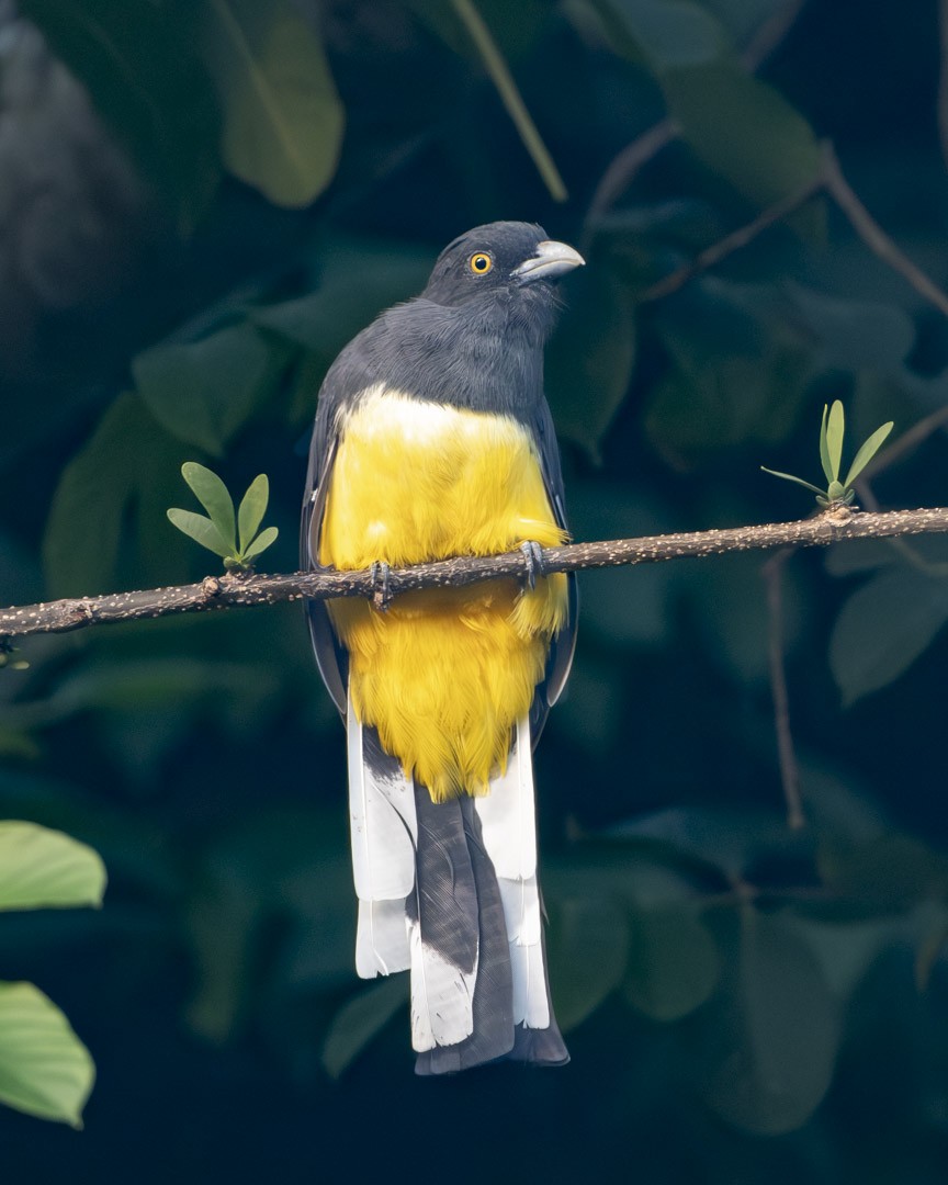 Citreoline Trogon - ML643046628