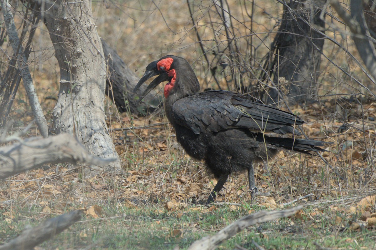 Southern Ground-Hornbill - ML643046678