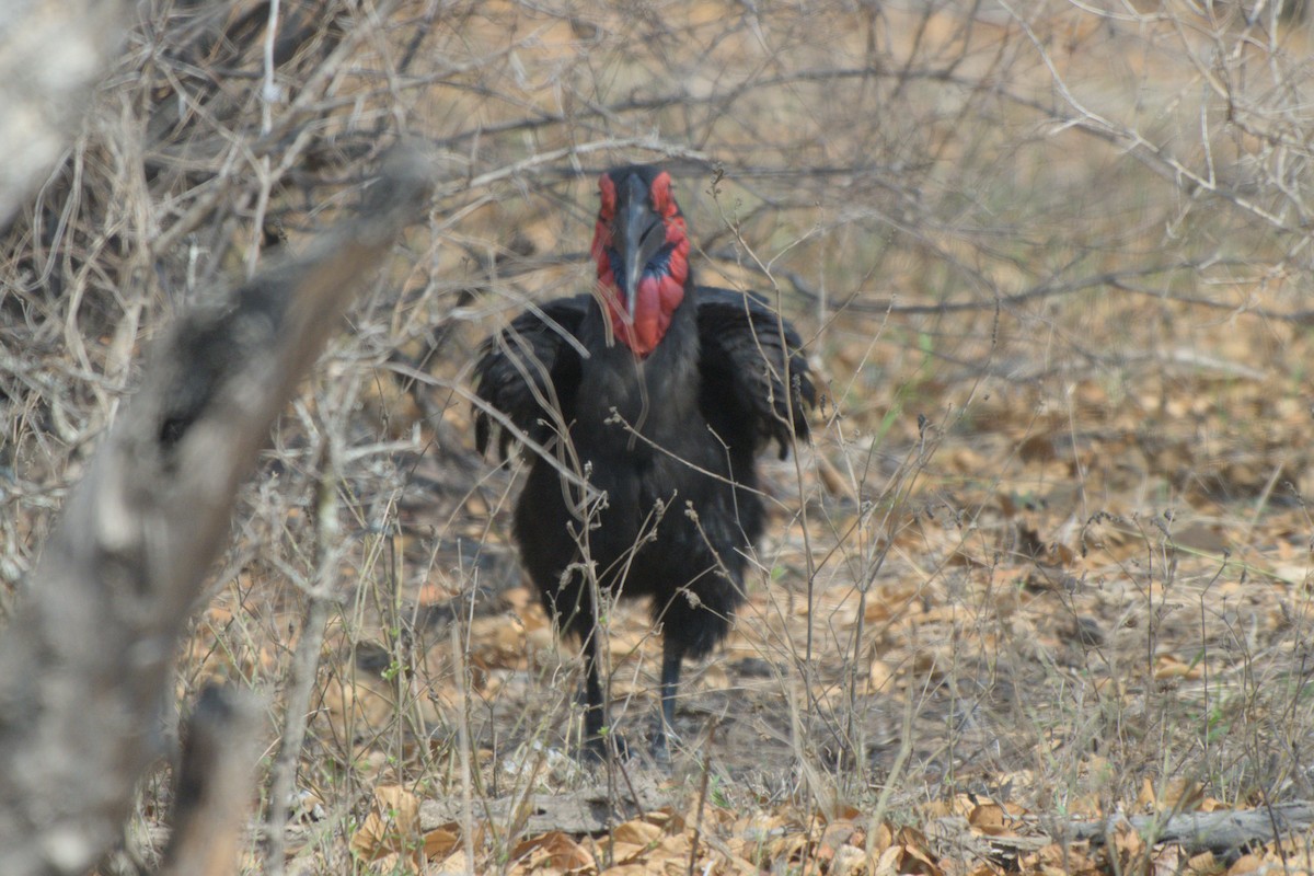 Southern Ground-Hornbill - ML643046680