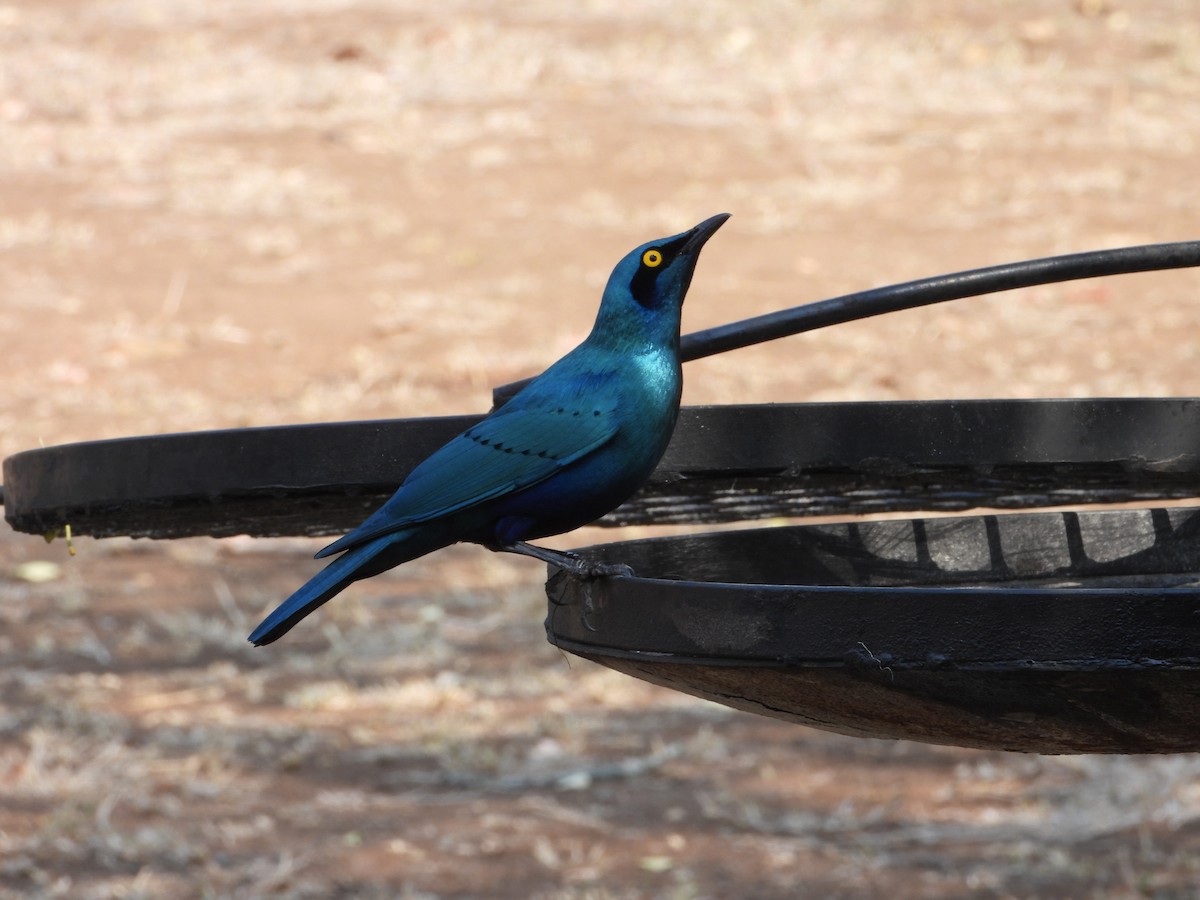 Greater Blue-eared Starling - ML643046686