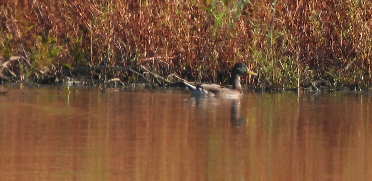 Mallard - ML643046696