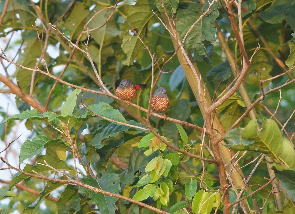 Brown Twinspot - ML643046704