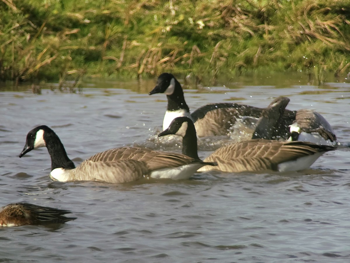 Canada Goose (canadensis Group) - ML643046705