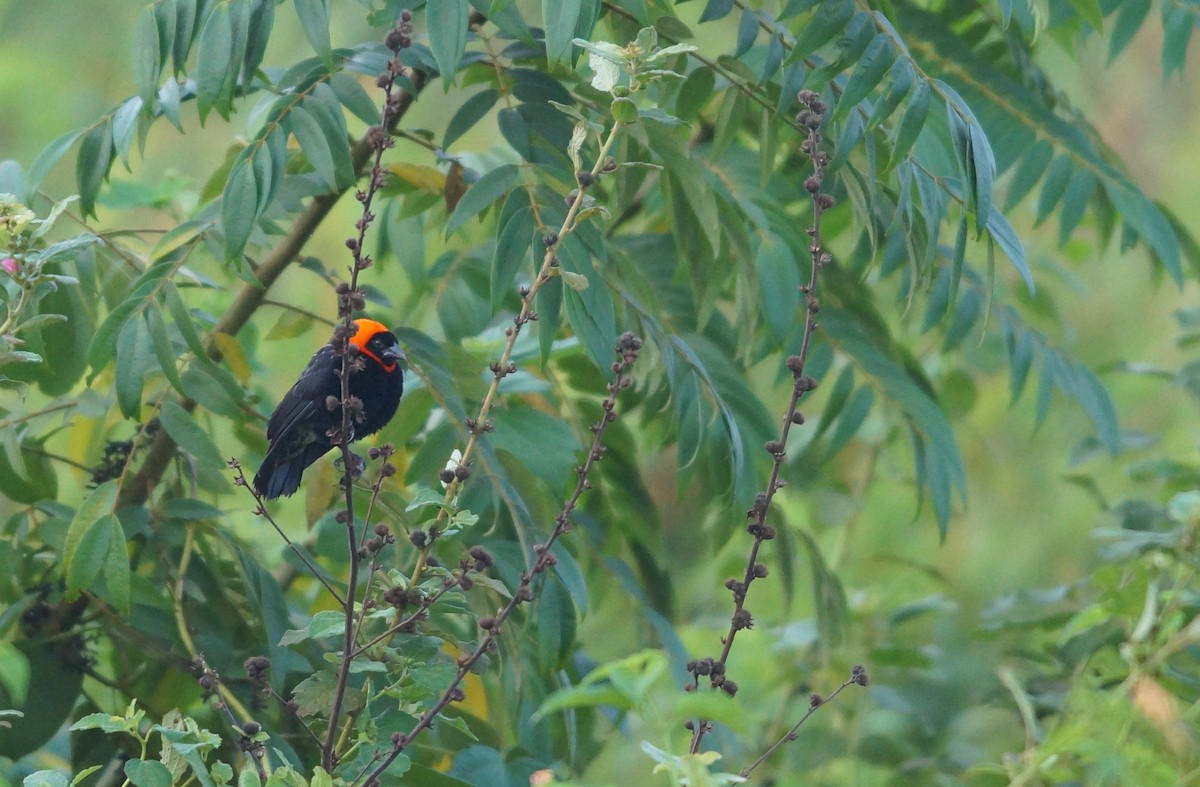 Black Bishop - ML643046716