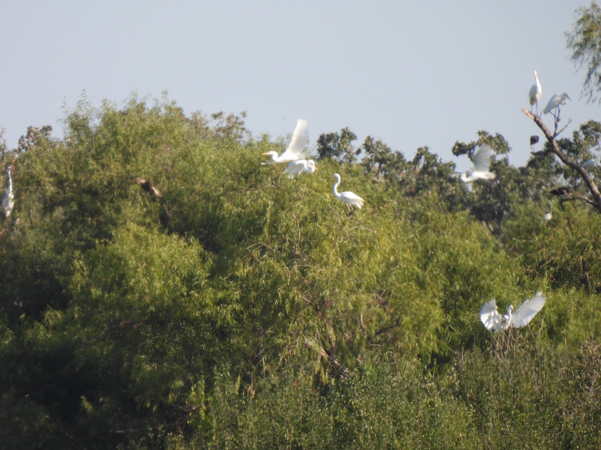 Great Egret - ML643046724