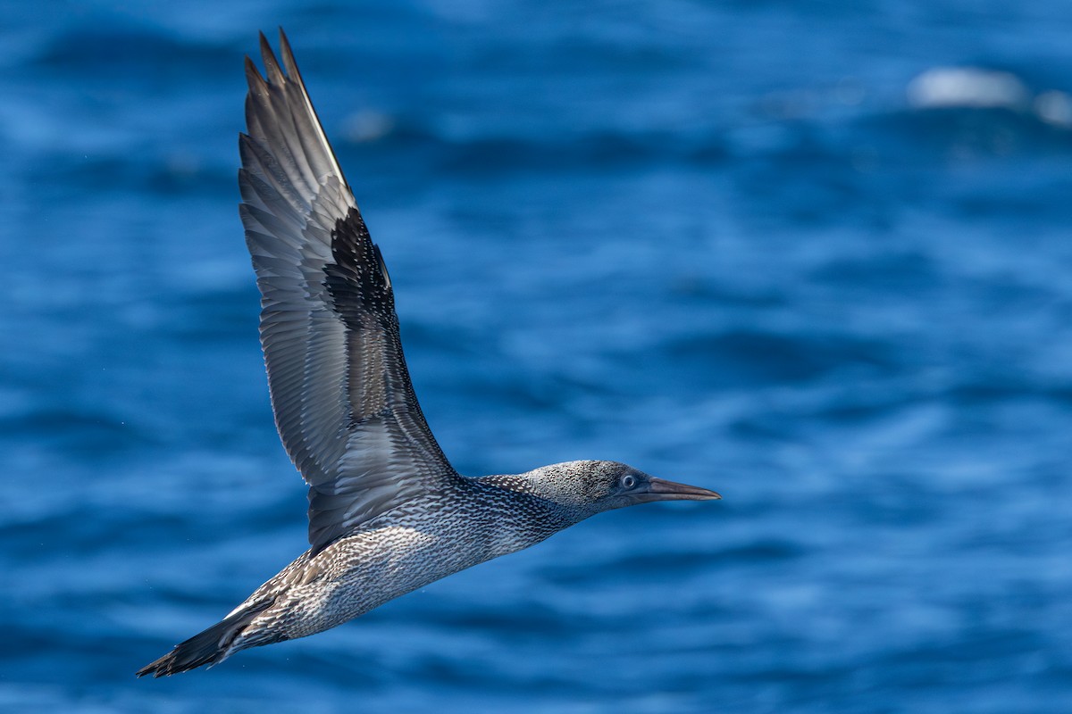 Northern Gannet - ML643046730