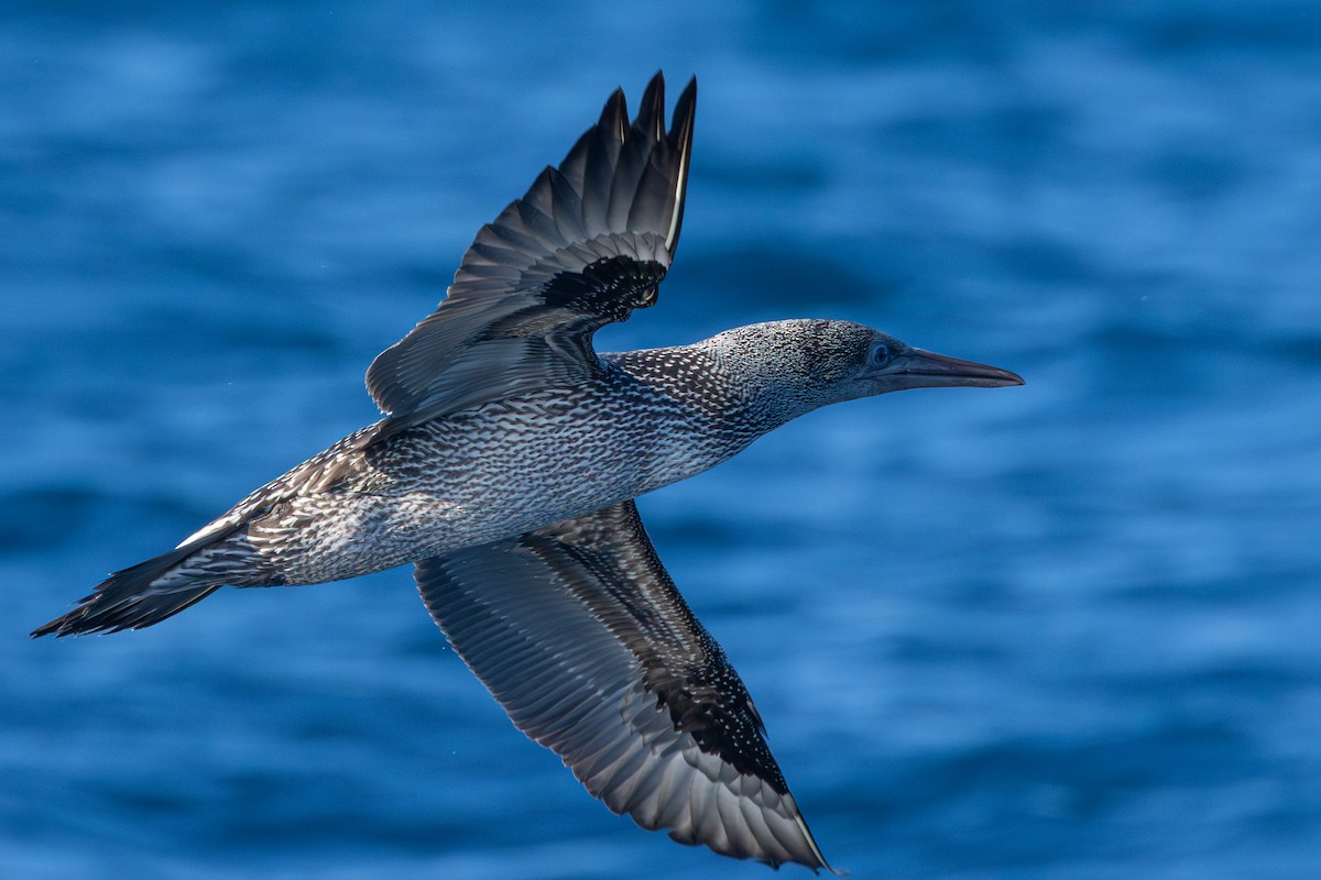 Northern Gannet - ML643046731