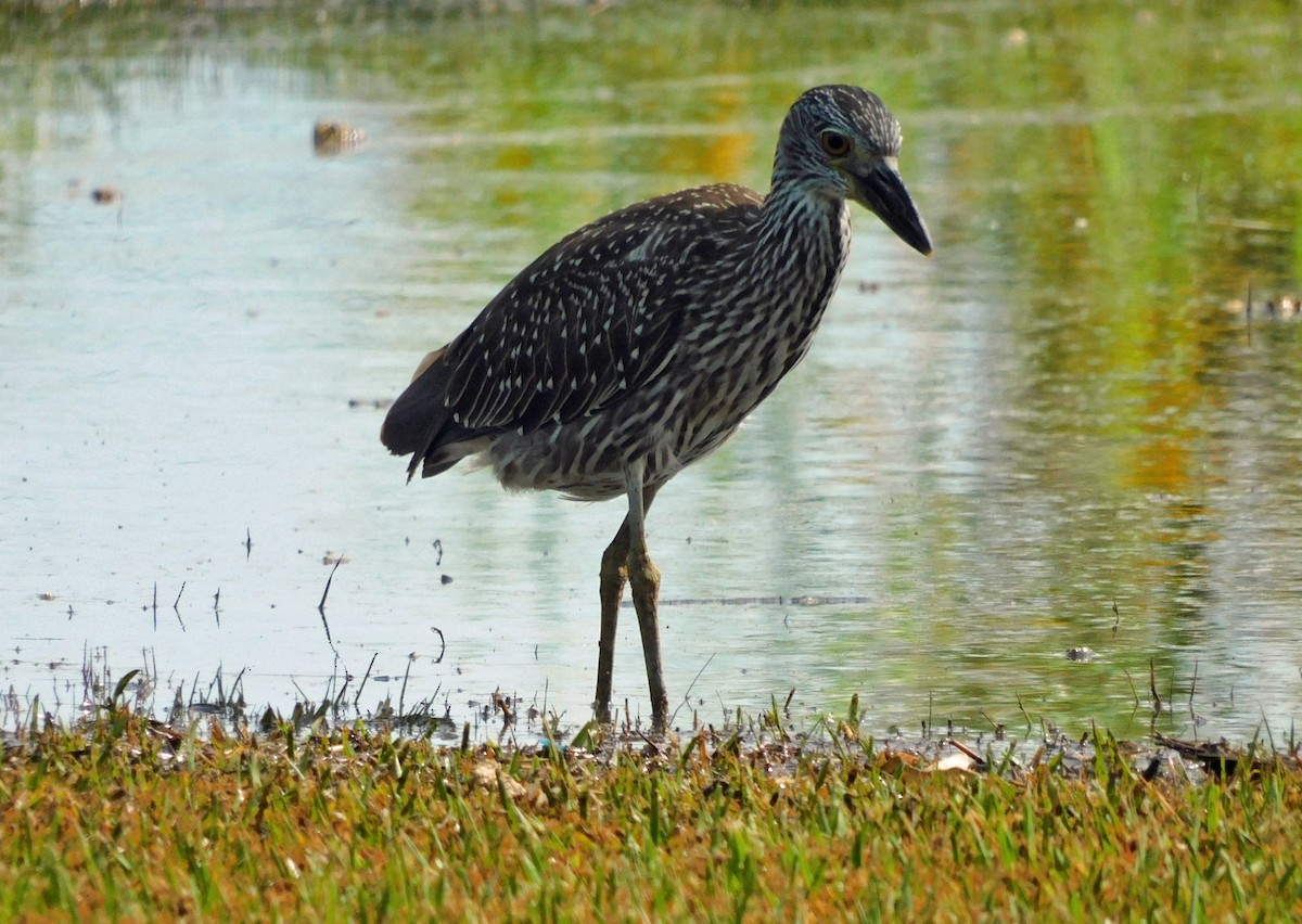 Yellow-crowned Night Heron - ML643046732