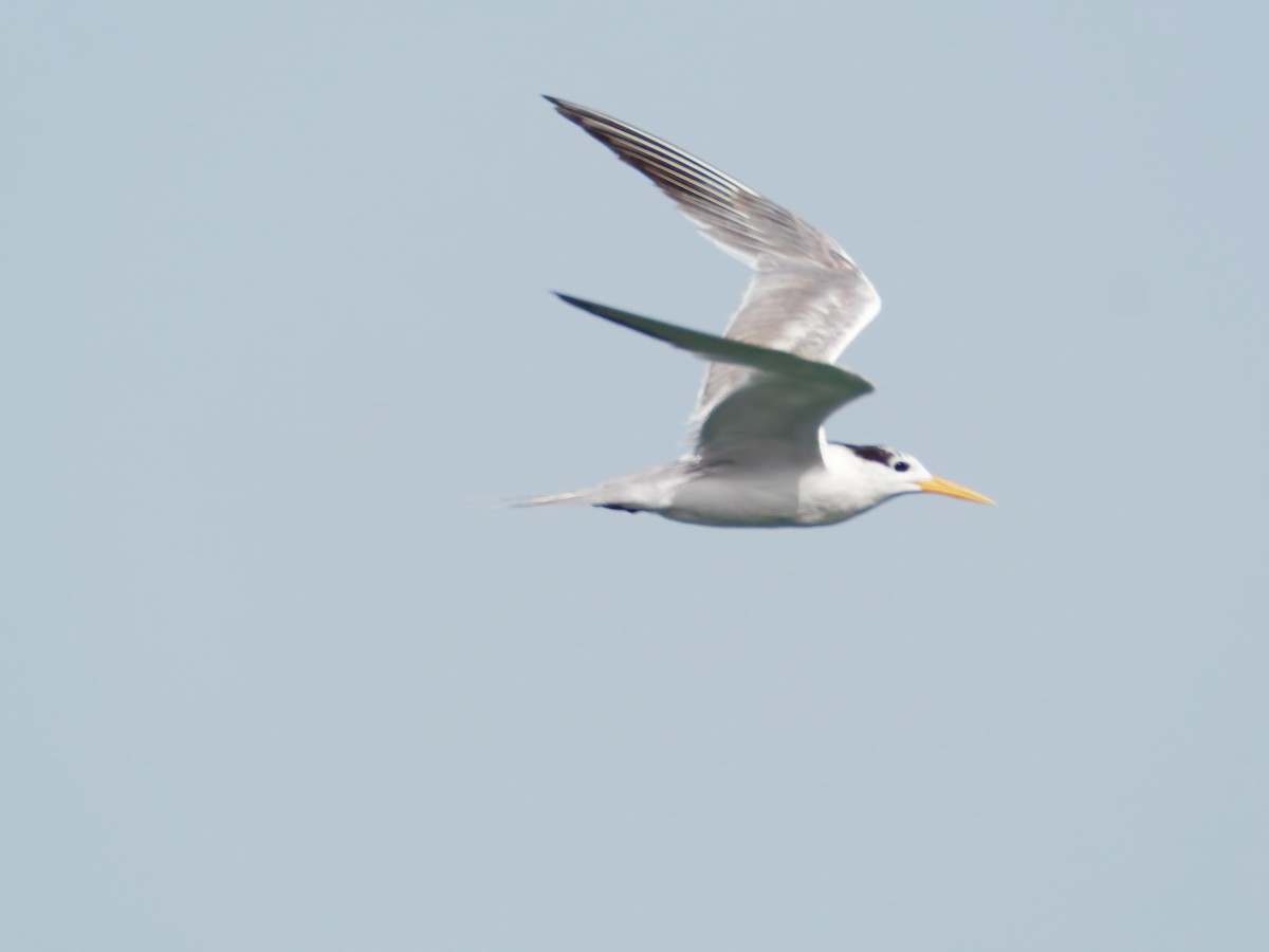 Lesser Crested Tern - ML643046733