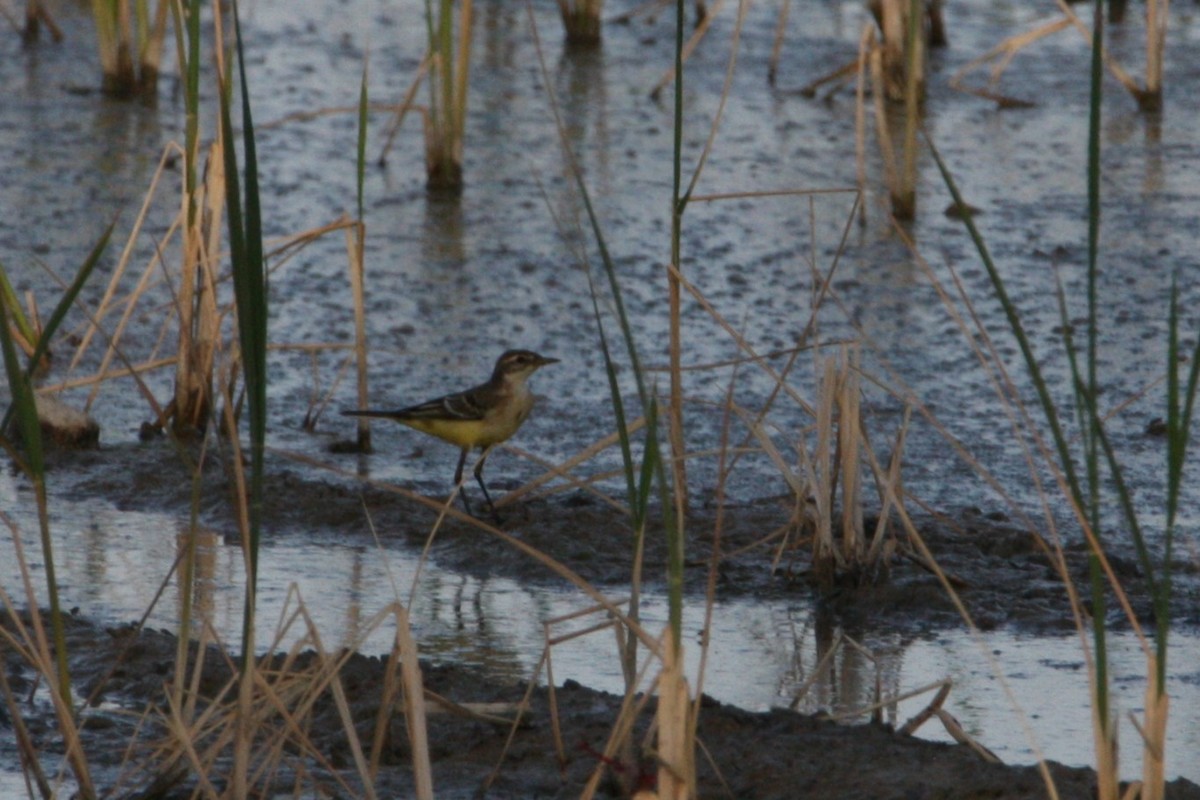 Western Yellow Wagtail - ML643046740