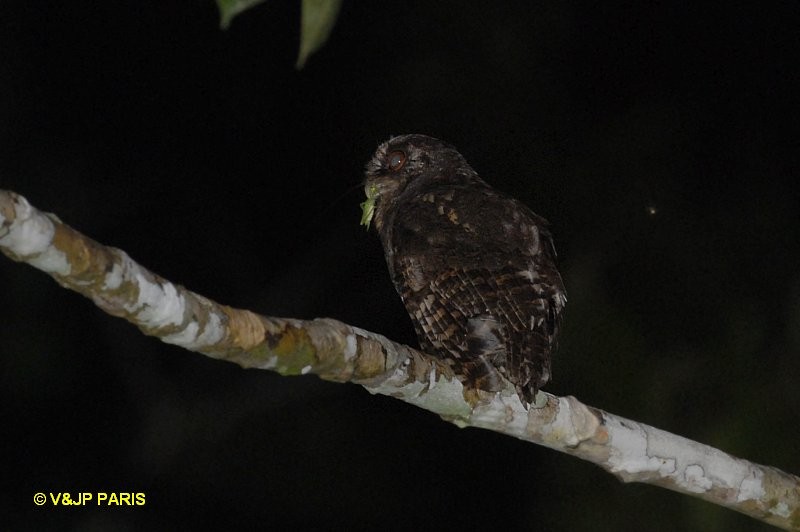 Tawny-bellied Screech-Owl - ML643046748