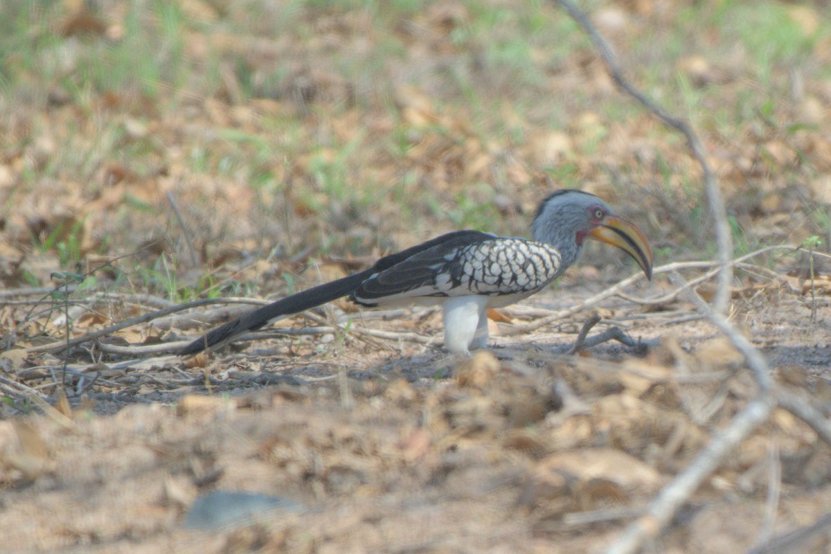 Southern Yellow-billed Hornbill - ML643046759