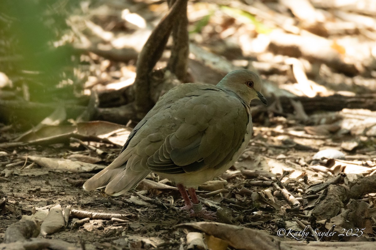 White-tipped Dove - ML643046775
