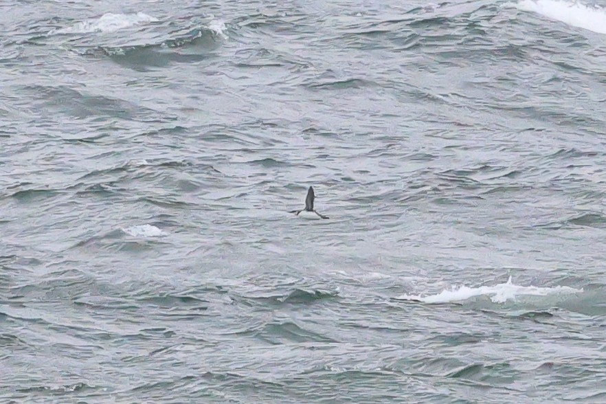 Common Murre - ML643046789