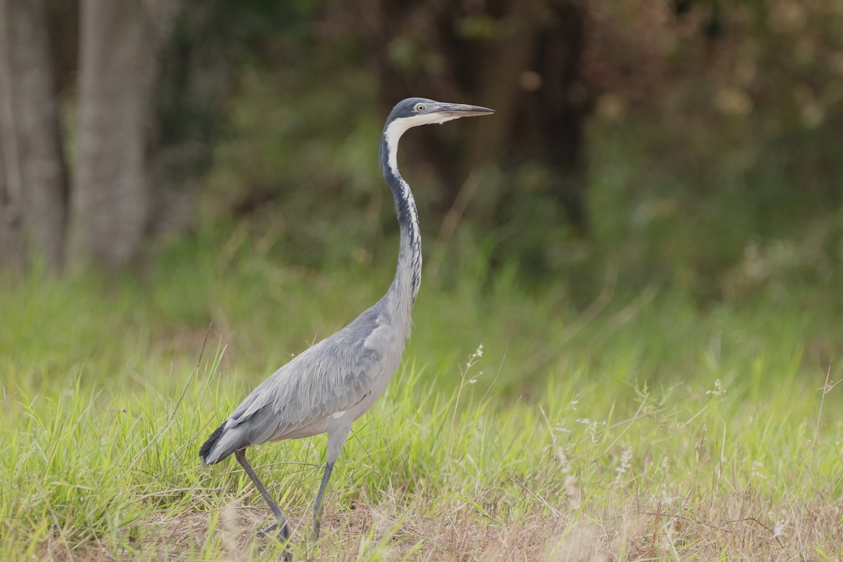 Black-headed Heron - ML643046791