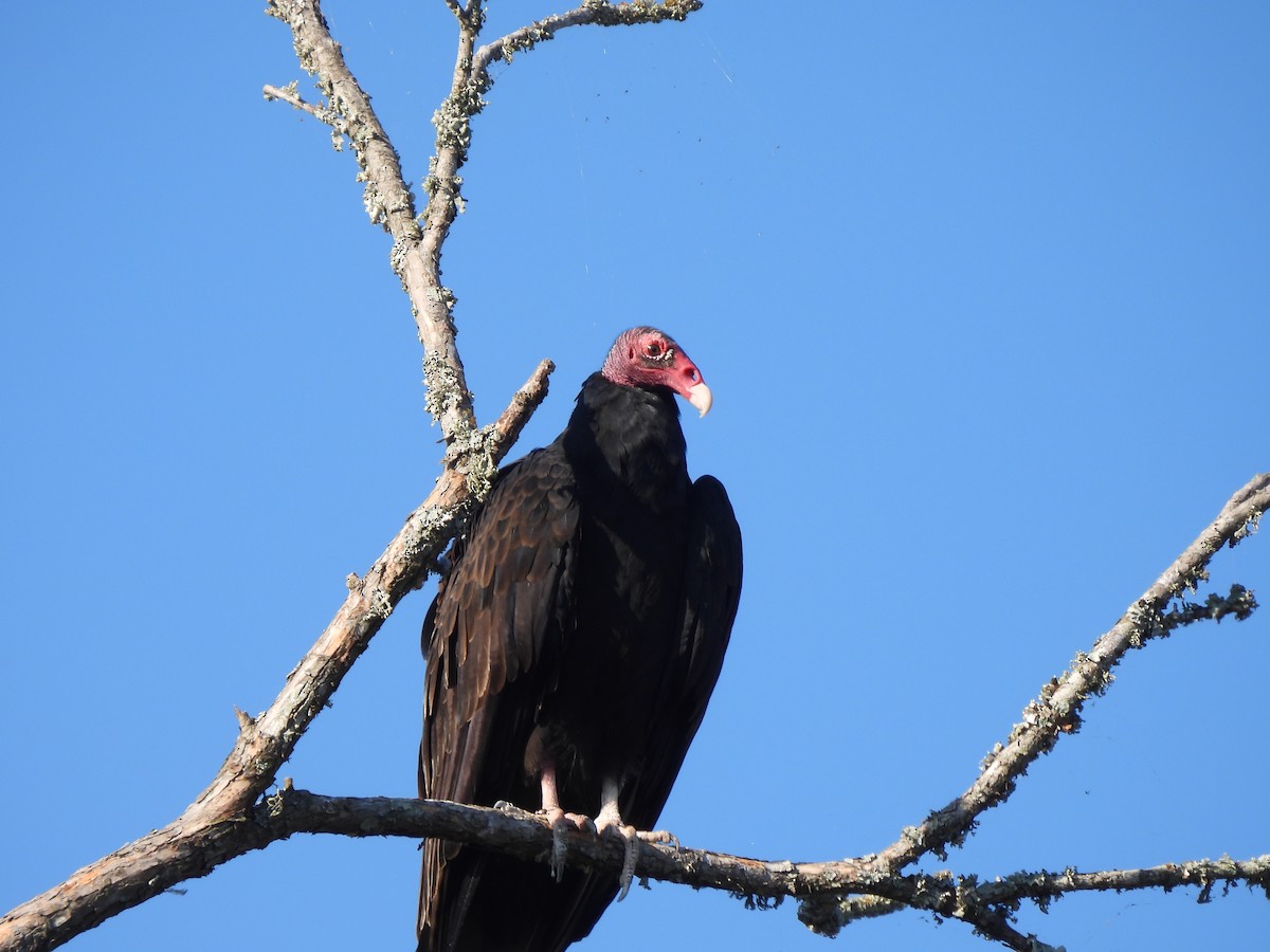 Turkey Vulture - ML643046793