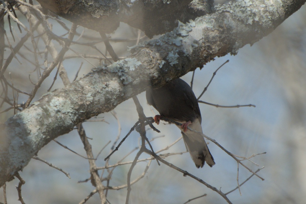 Retz's Helmetshrike - ML643046816