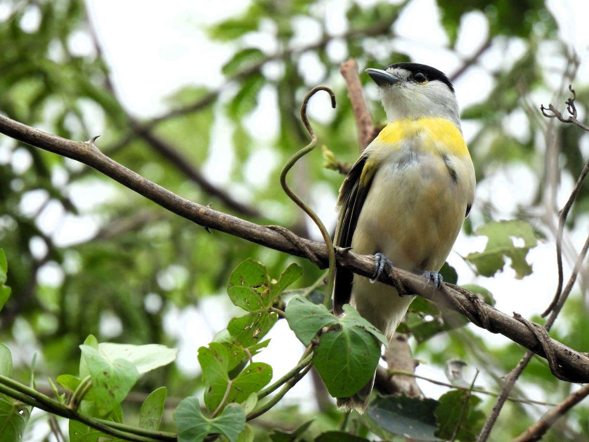 Green-backed Becard - ML643046817