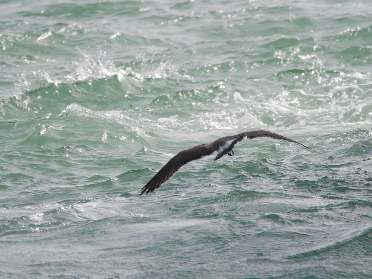 Sooty Gull - ML643046818