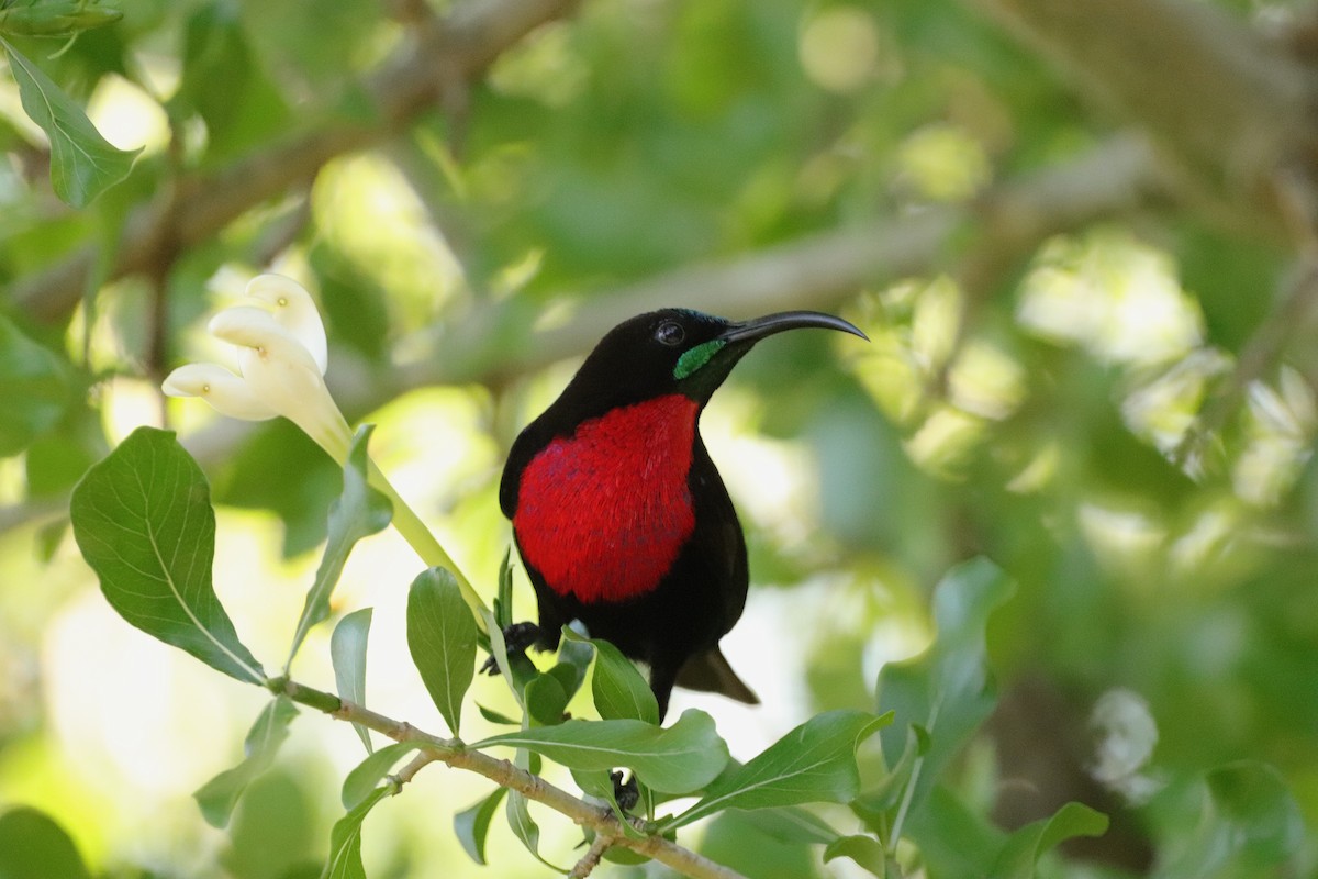 Scarlet-chested Sunbird - ML643046841