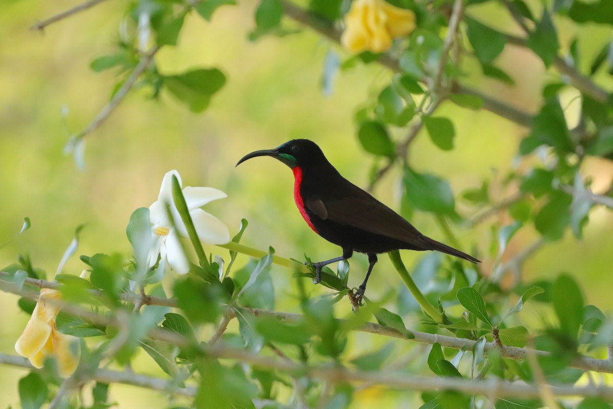 Scarlet-chested Sunbird - ML643046842
