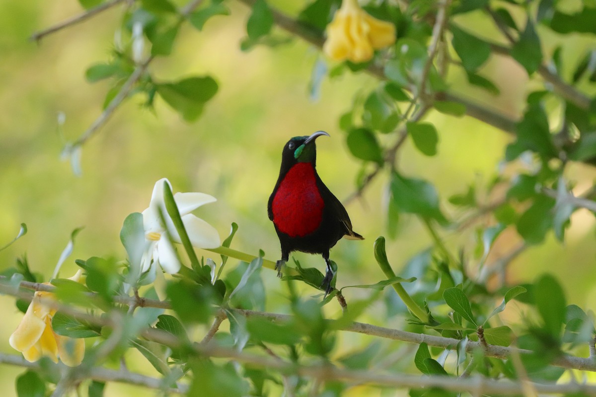Scarlet-chested Sunbird - ML643046843