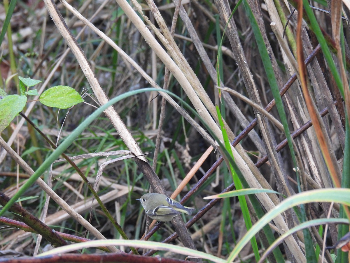 Ruby-crowned Kinglet - ML643046846