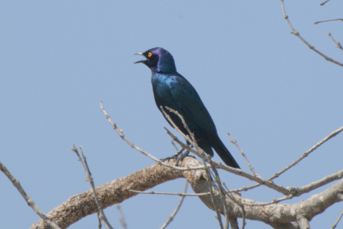 Greater Blue-eared Starling - ML643046848