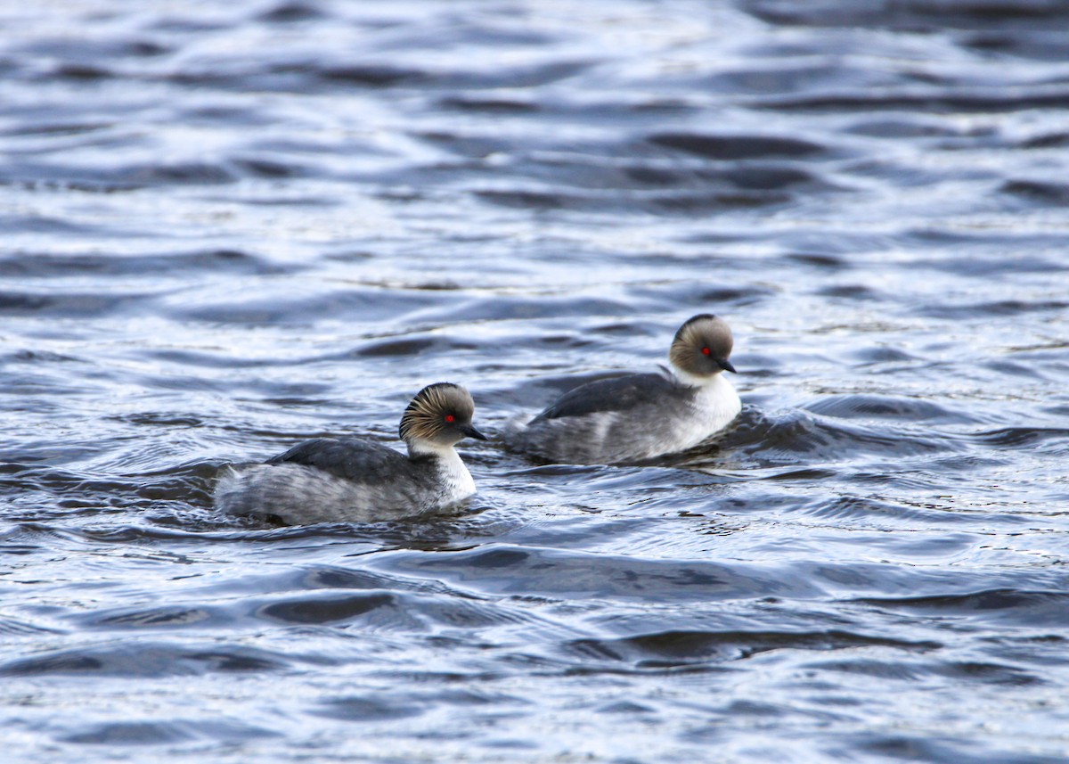Silvery Grebe - ML643046858