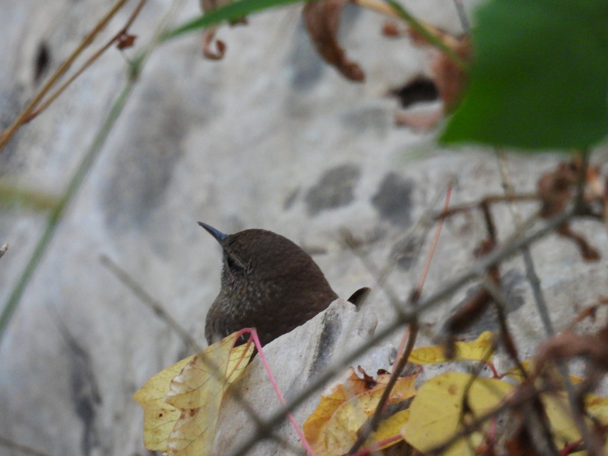 Winter Wren - ML643046863