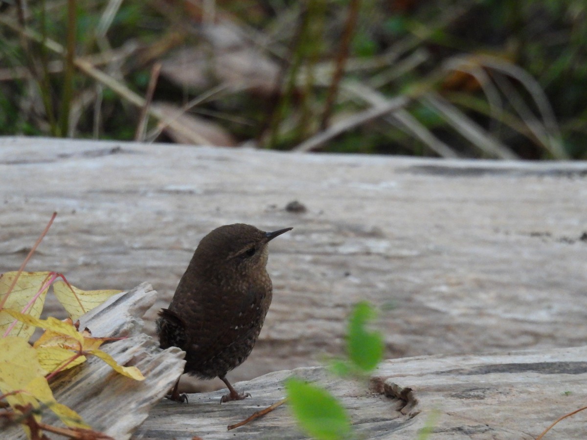 Winter Wren - ML643046864