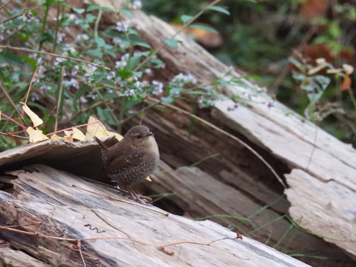 Winter Wren - ML643046865